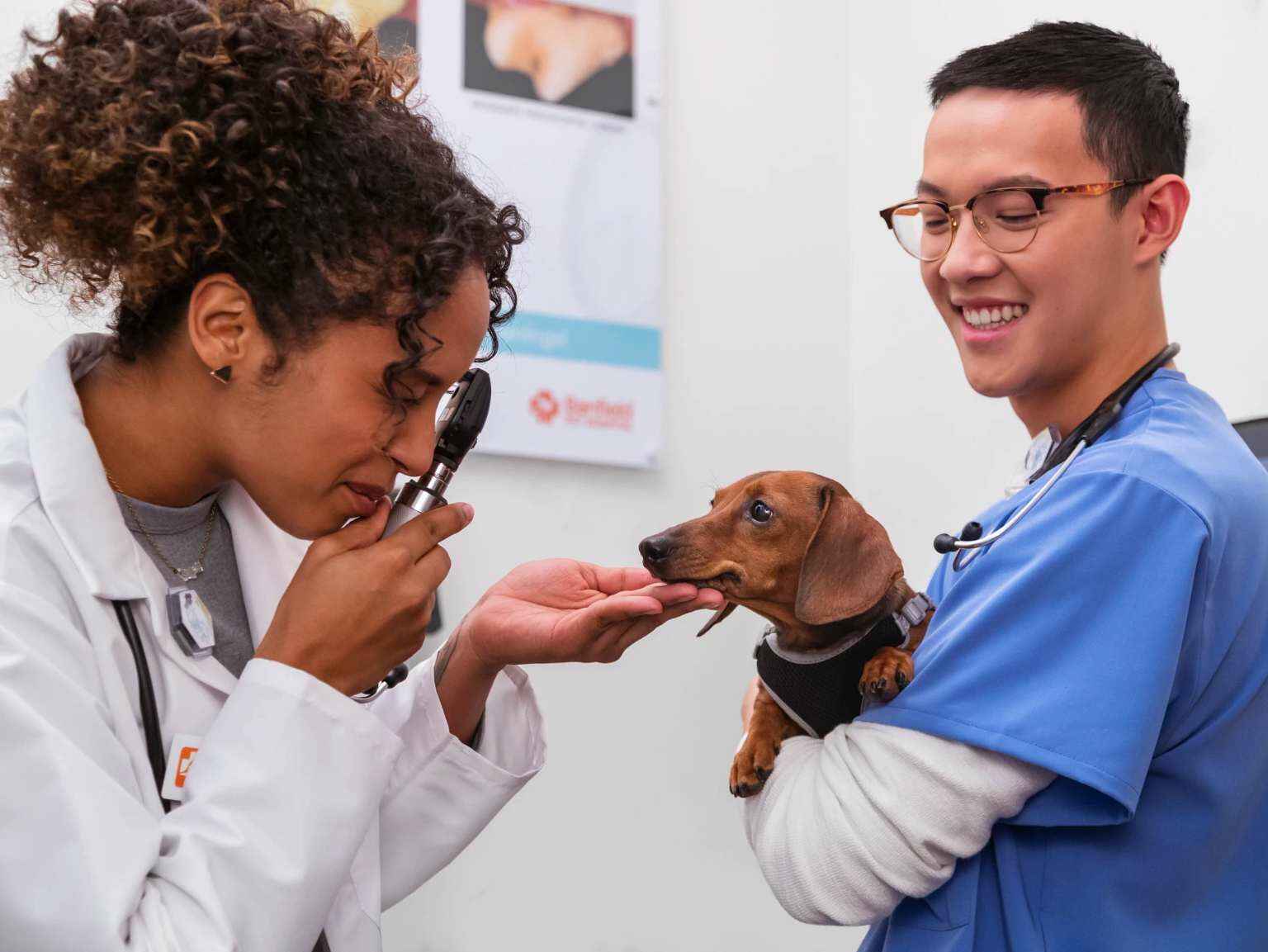 Una médica veterinaria le realiza un examen ocular a un perro salchicha, que está en los brazos de un asistente veterinario.
