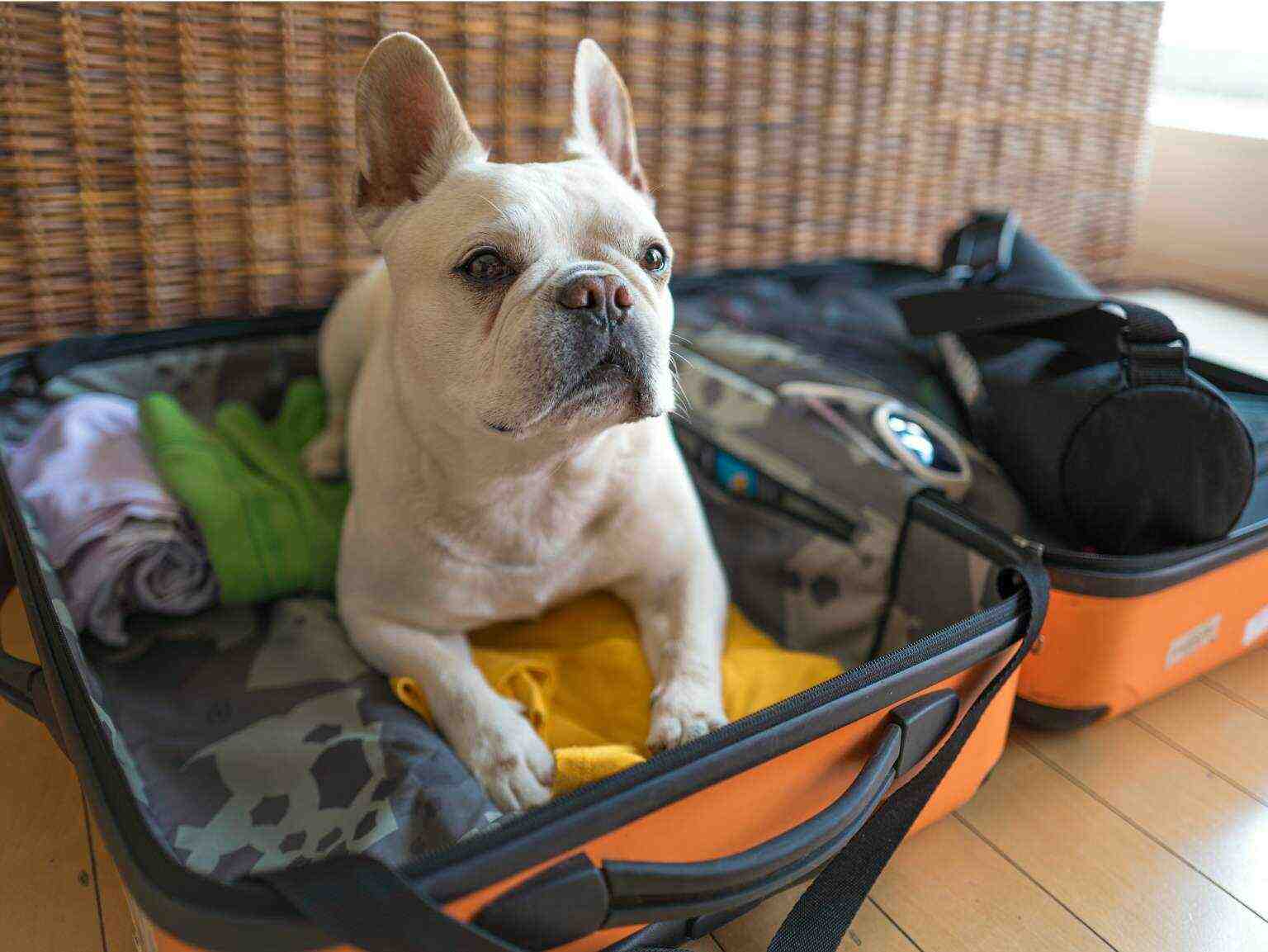 Un bulldog francés acostado sobre una maleta abierta