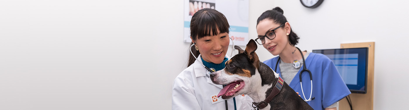 Dos jóvenes veterinarias examinando un perro en Banfield Pet Hospital