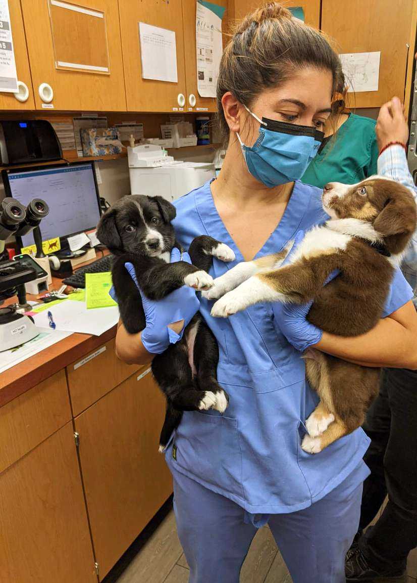 Una joven veterinaria sosteniendo dos cachorros en Banfield Pet Hospital