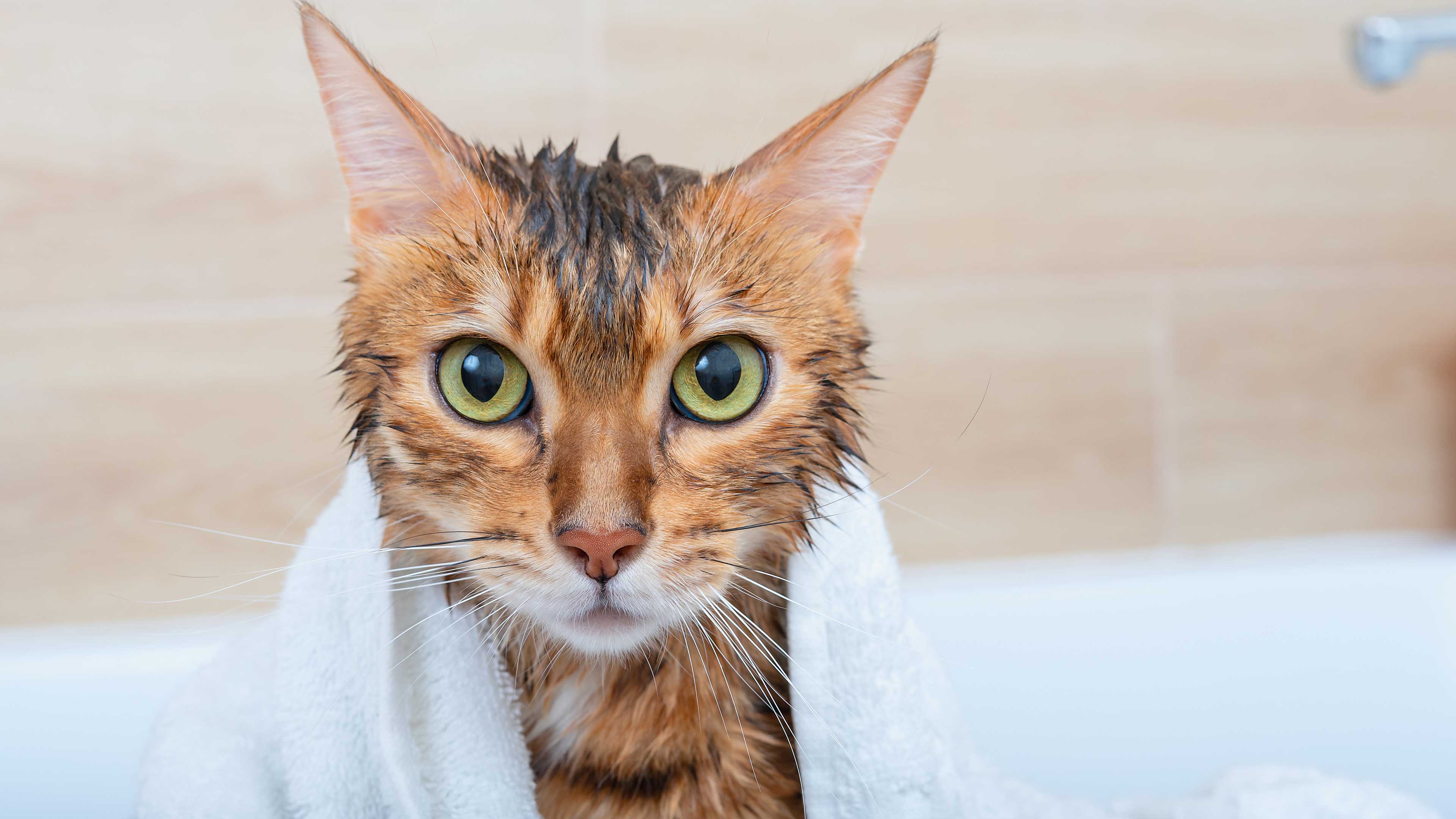 un gato después de un baño