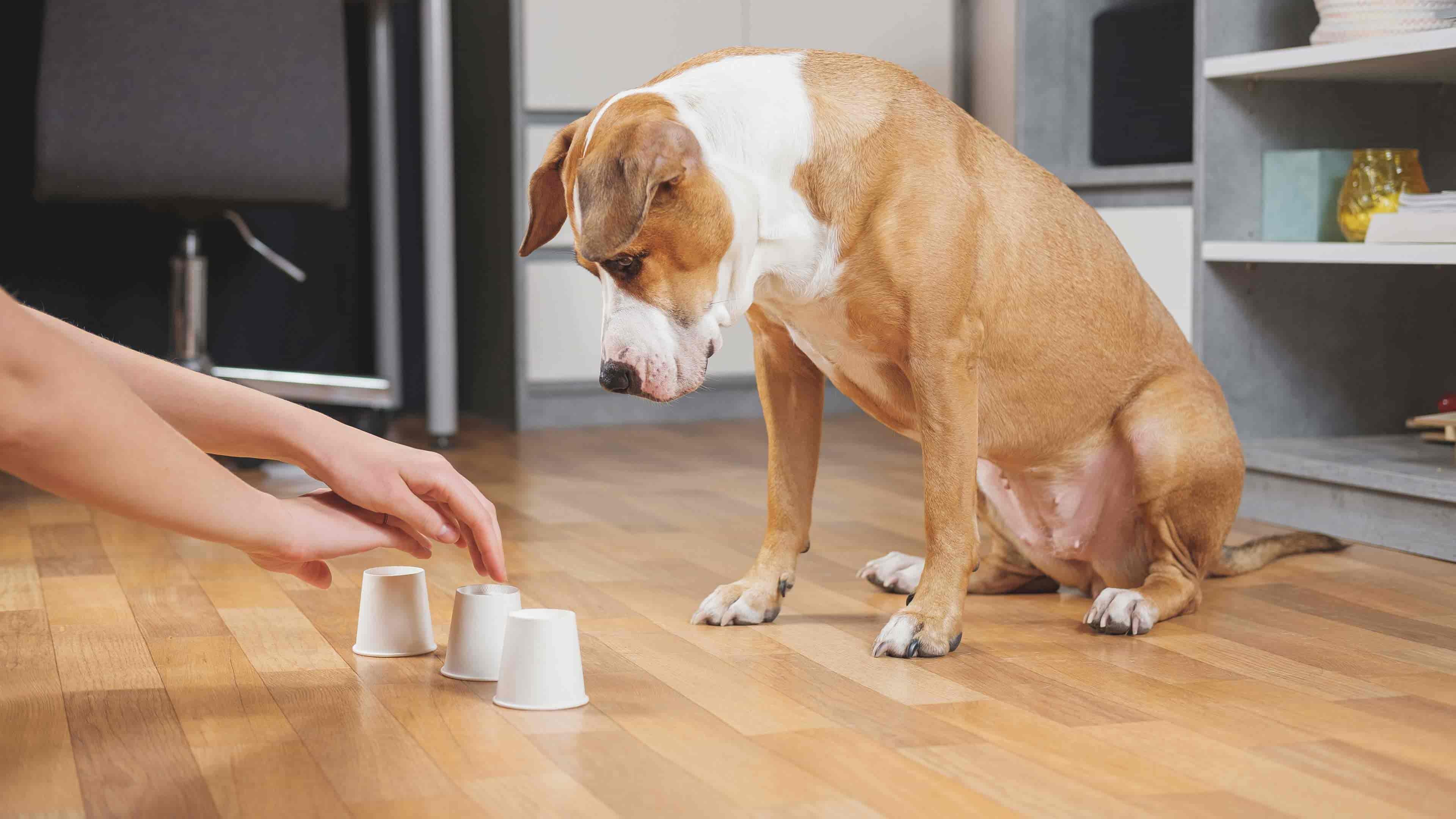 perro mirando un juego con tazas