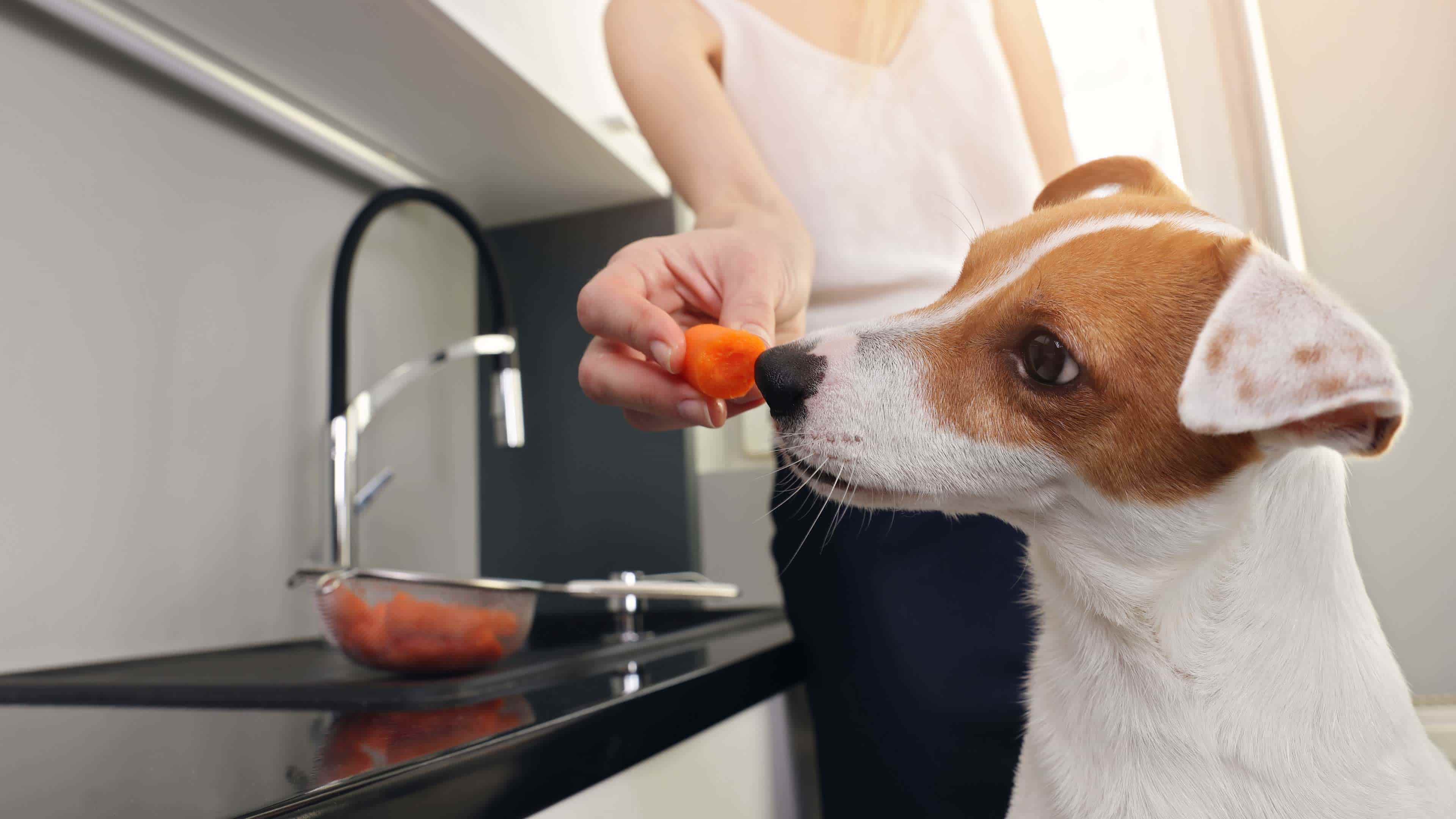 perro recibiendo verduras del dueño