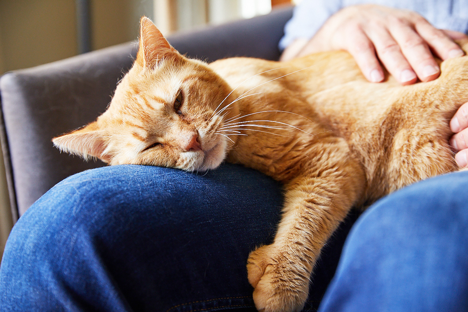 cat laying on owner's lap