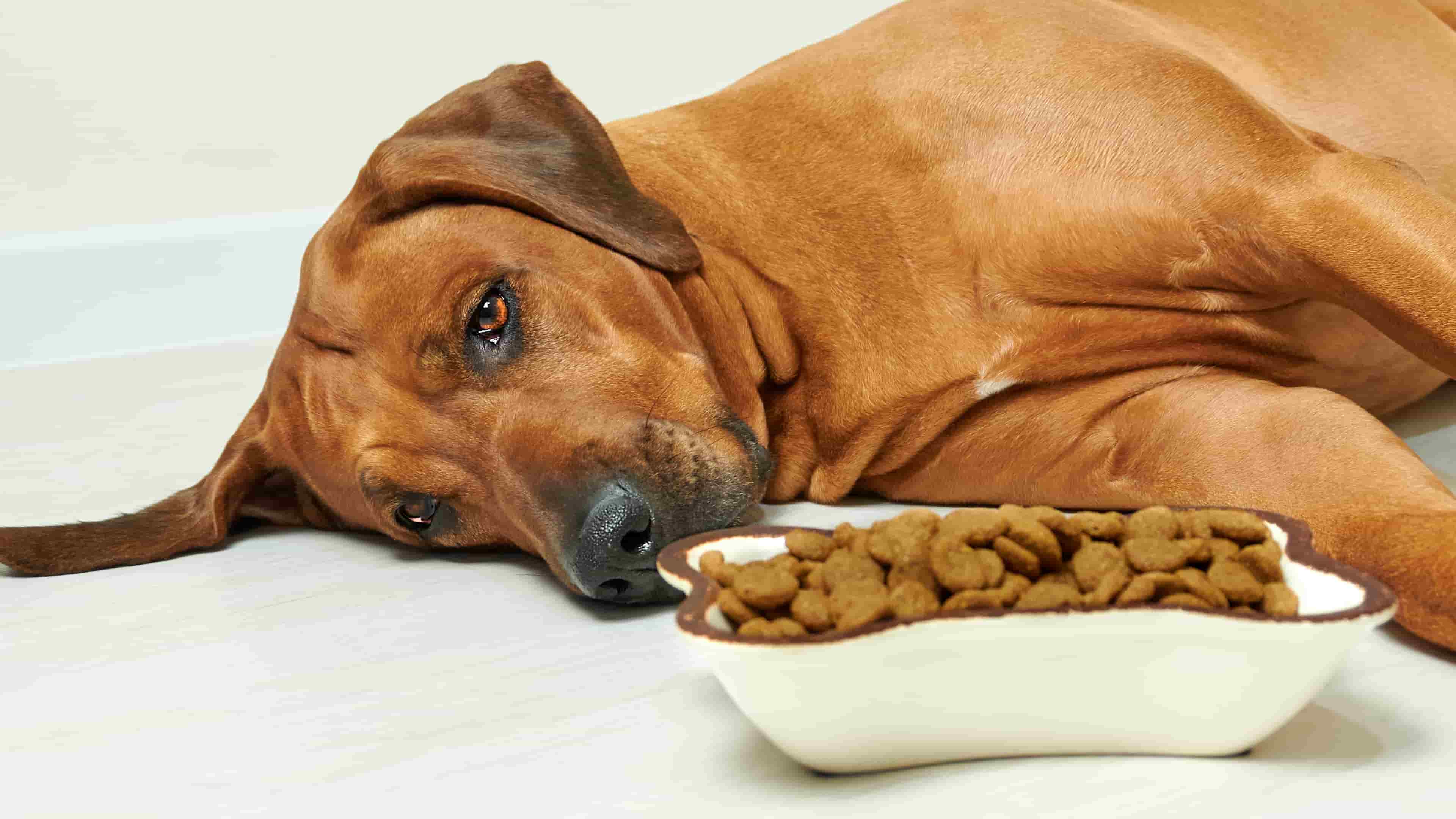 Un perro acostado junto a un tazón de comida