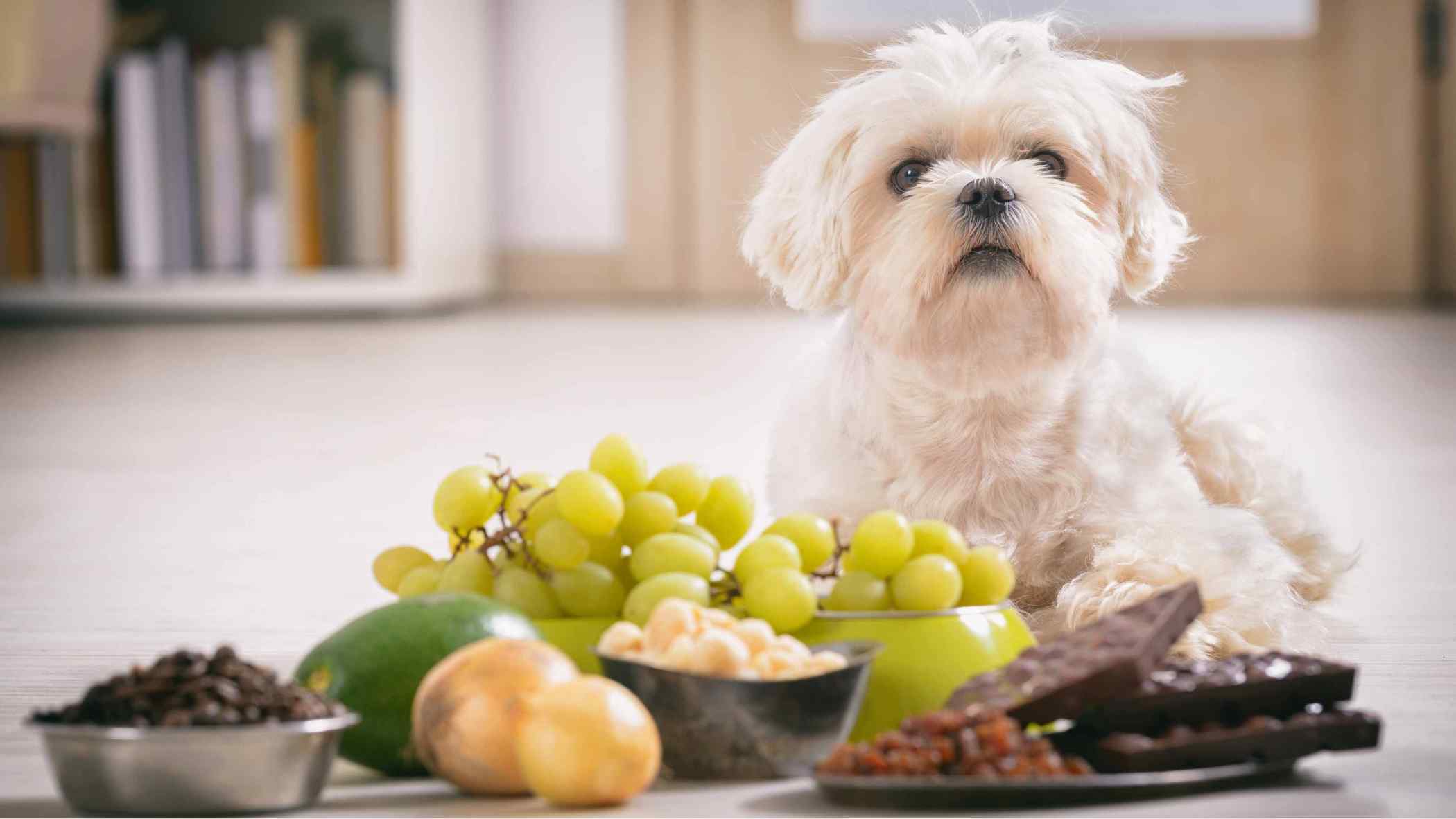 alimentos tóxicos para mascotas