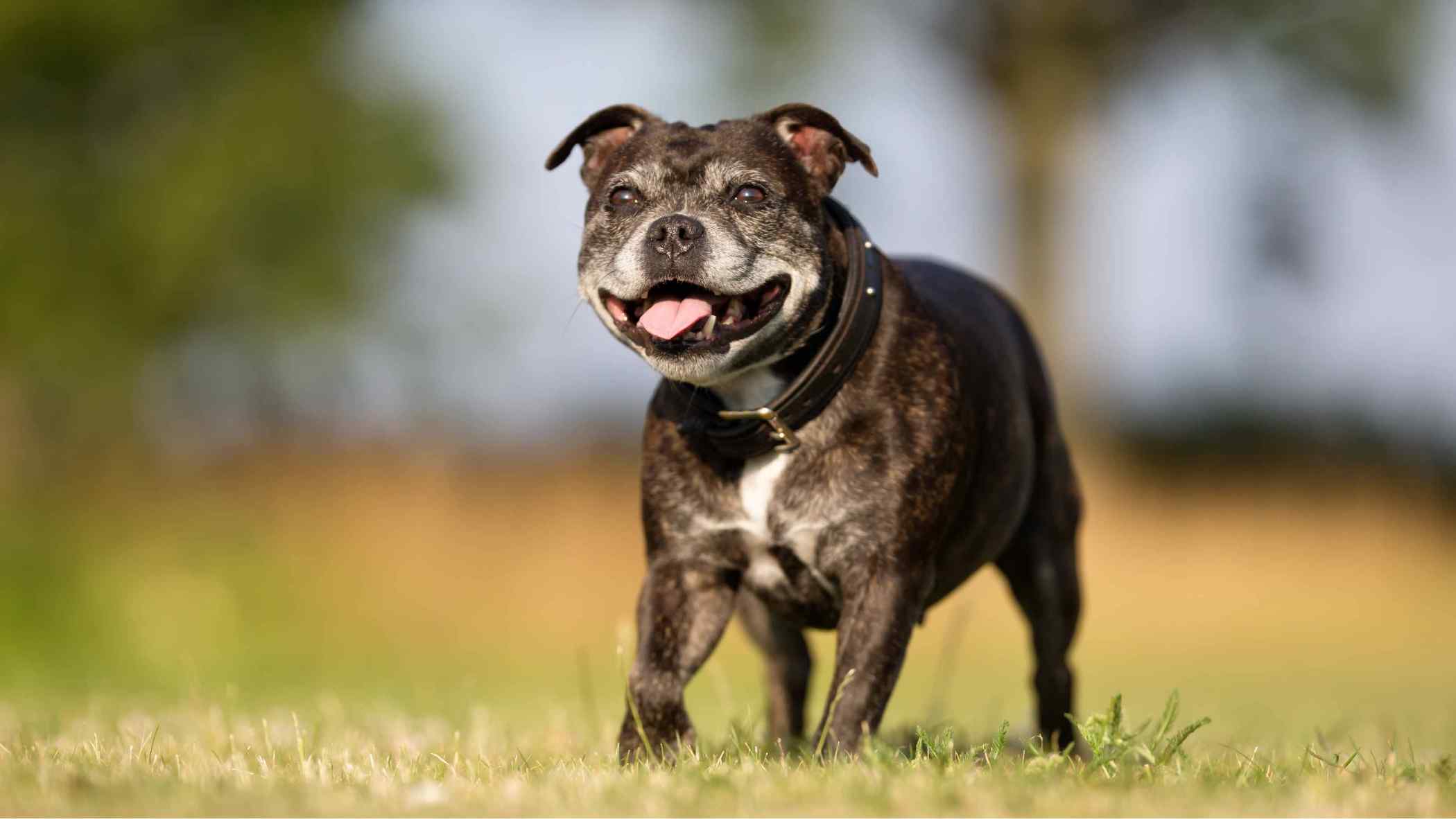 perro de edad avanzada en el césped