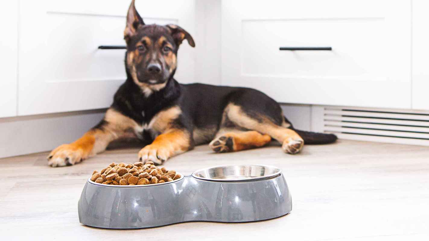 Salud estomacal de los perros con Banfield 