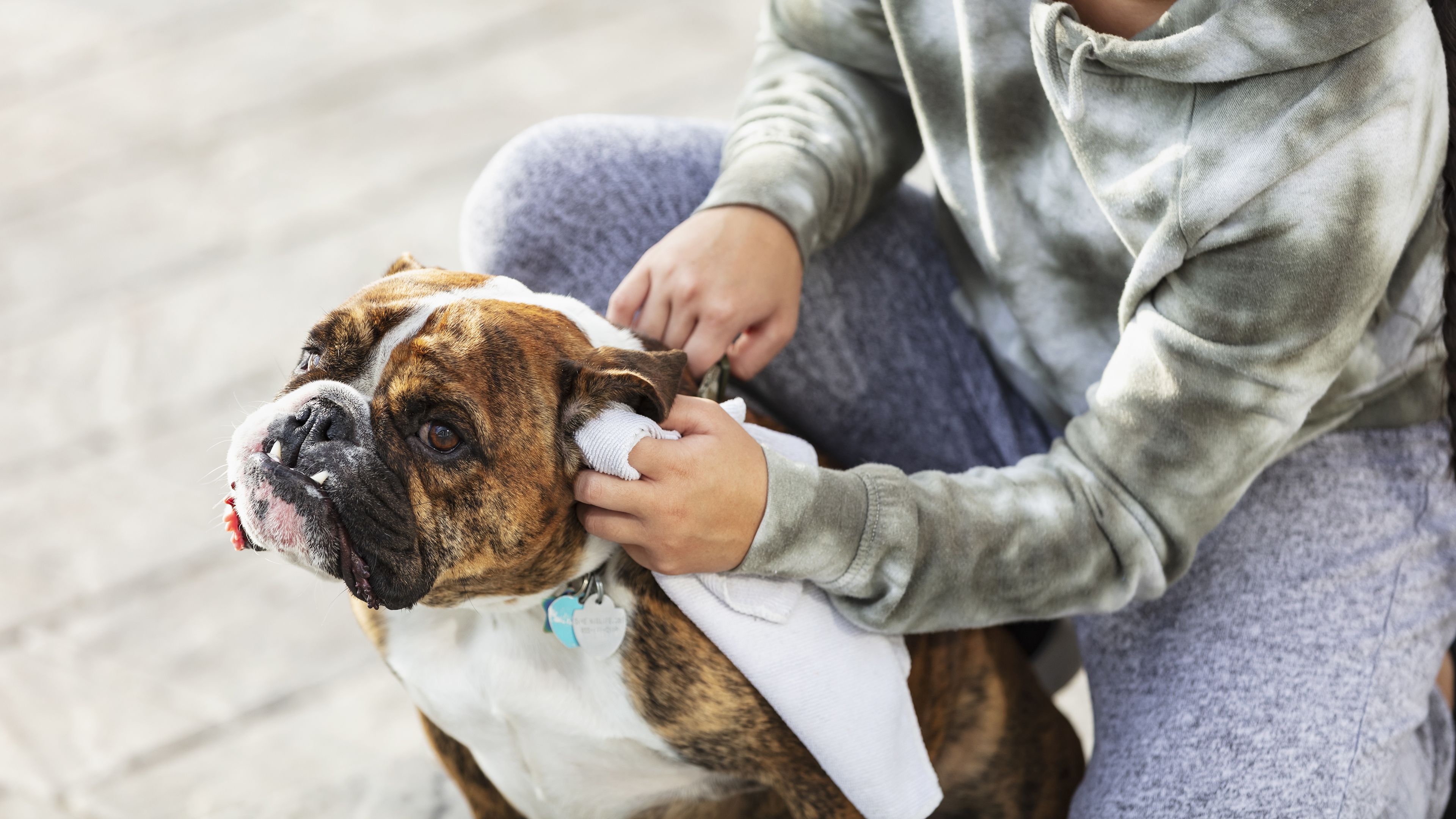 Limpieza de las orejas en perros pequeños