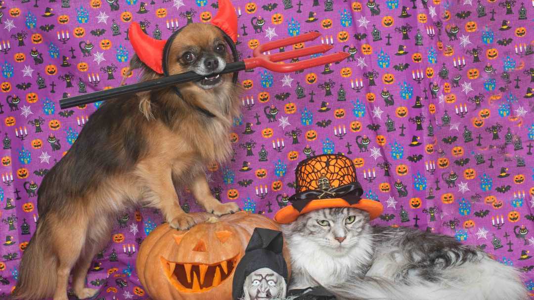 Mascotas disfrazadas para Halloween