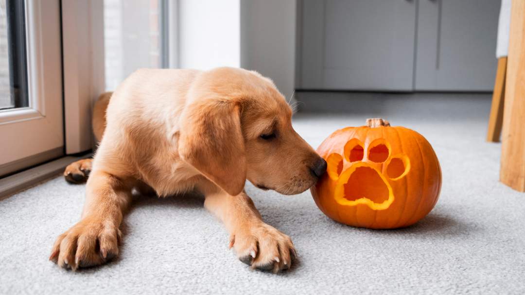 Perro y Halloween