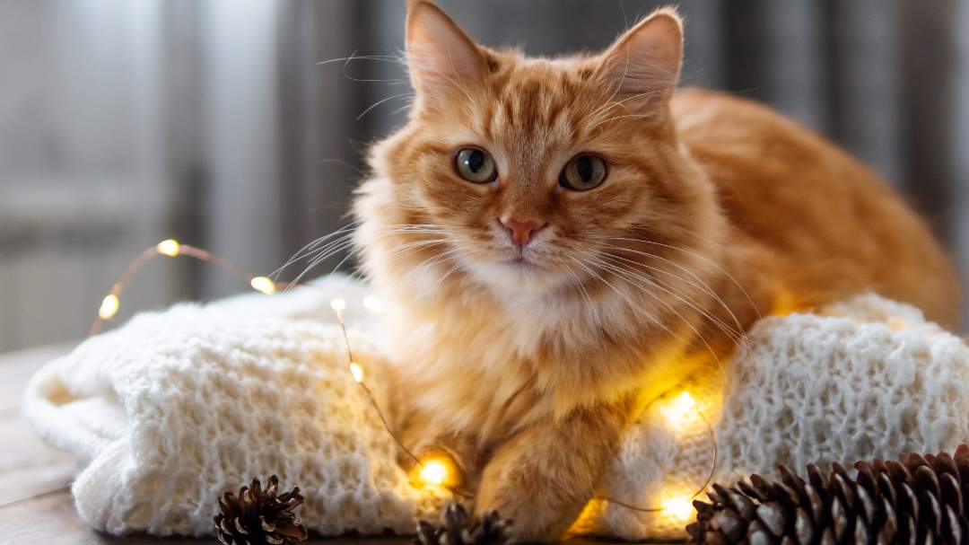 Gato naranja sentado sobre luces navideñas