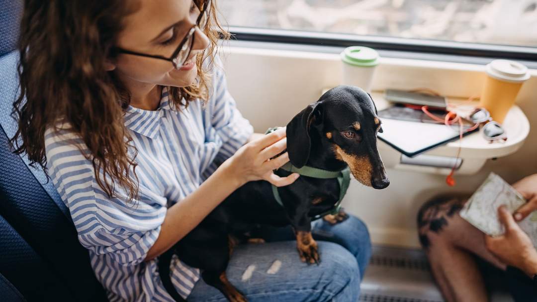 Dachshund en un tren con sus dueños