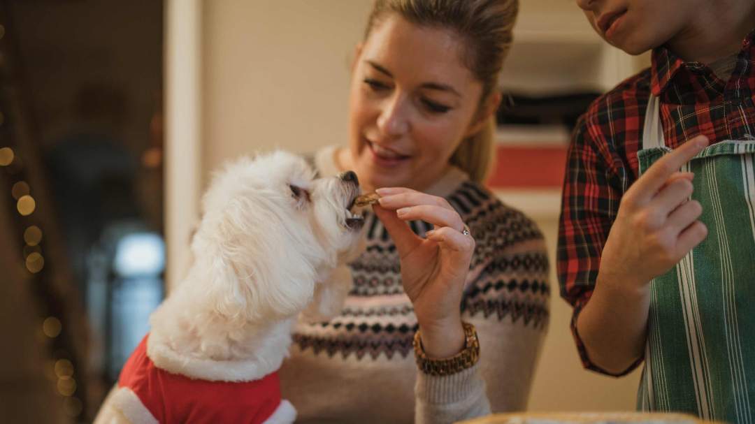 Perro blanco pequeño comiendo un premio que le da una persona