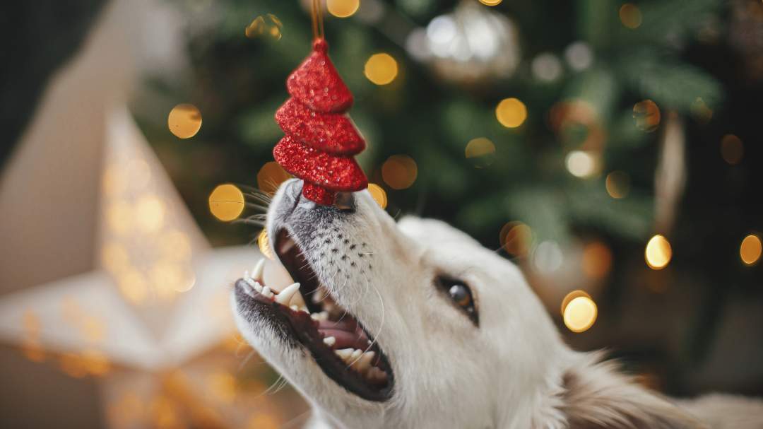 Perro que pone el hocico en un adorno de un árbol navideño