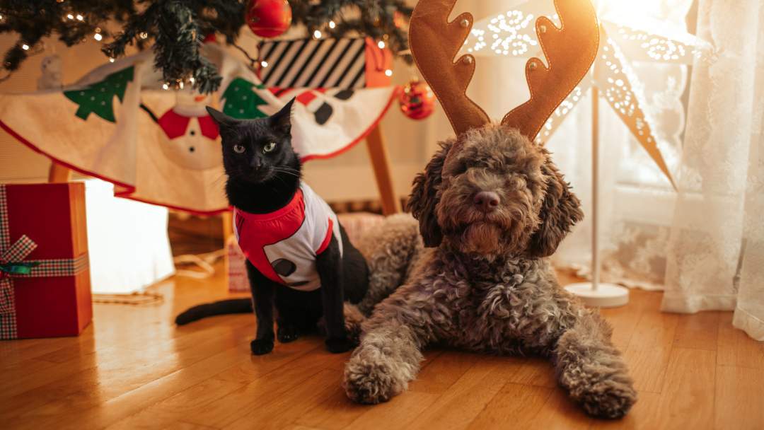 Premios caseros para mascotas