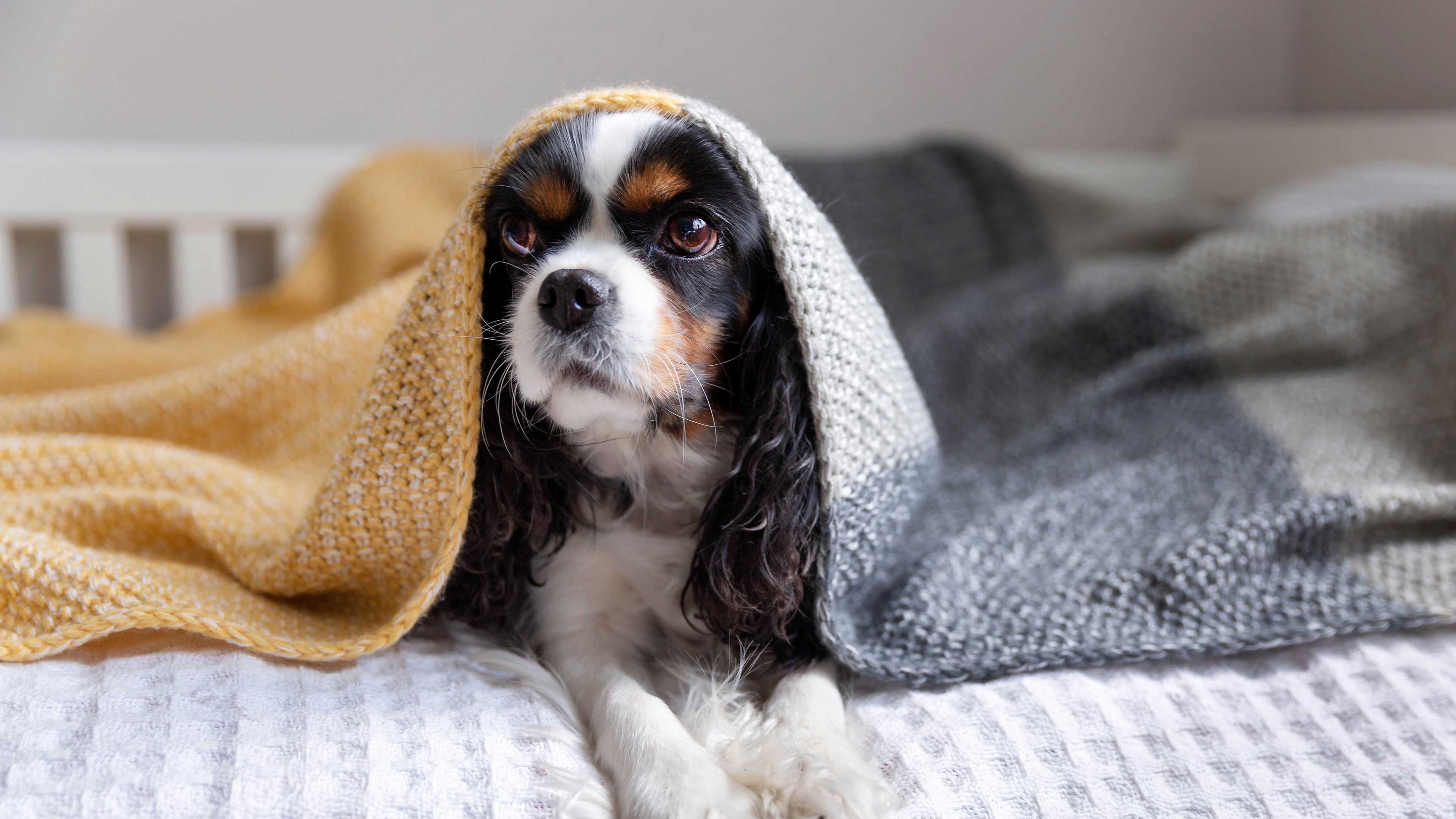 Perro pequeño oculto bajo una manta