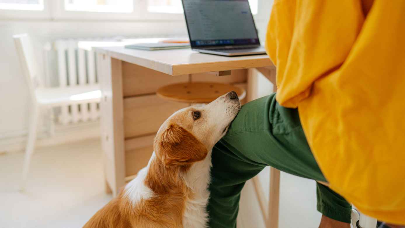 Consejos de Banfield Pet Hospital para mantener activas a las mascotas