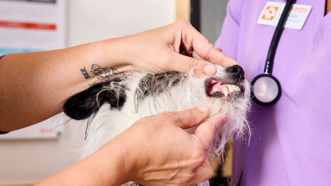 Limpieza dental de perros
