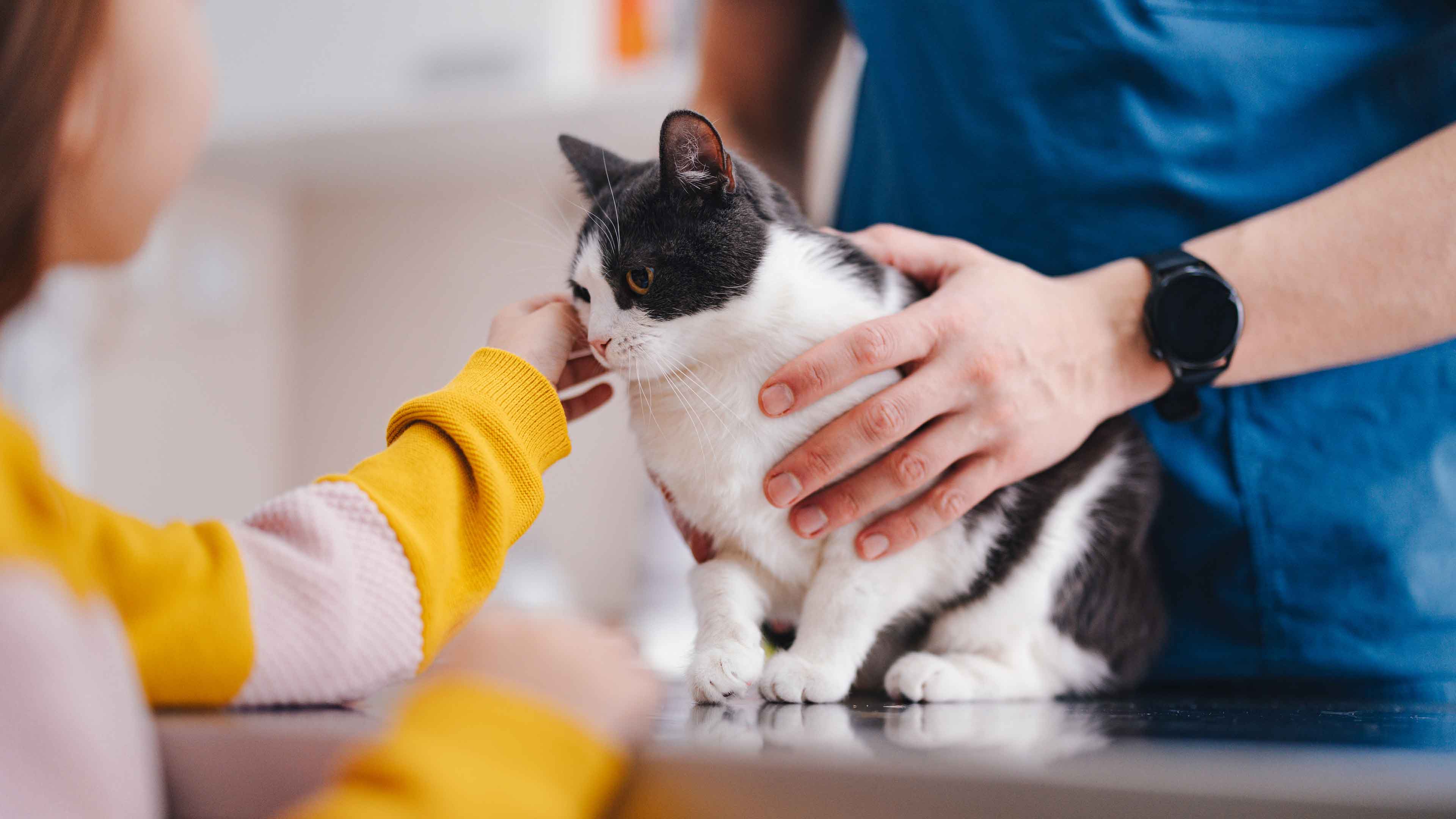 Gato en una revisión en Banfield Pet Hospital 