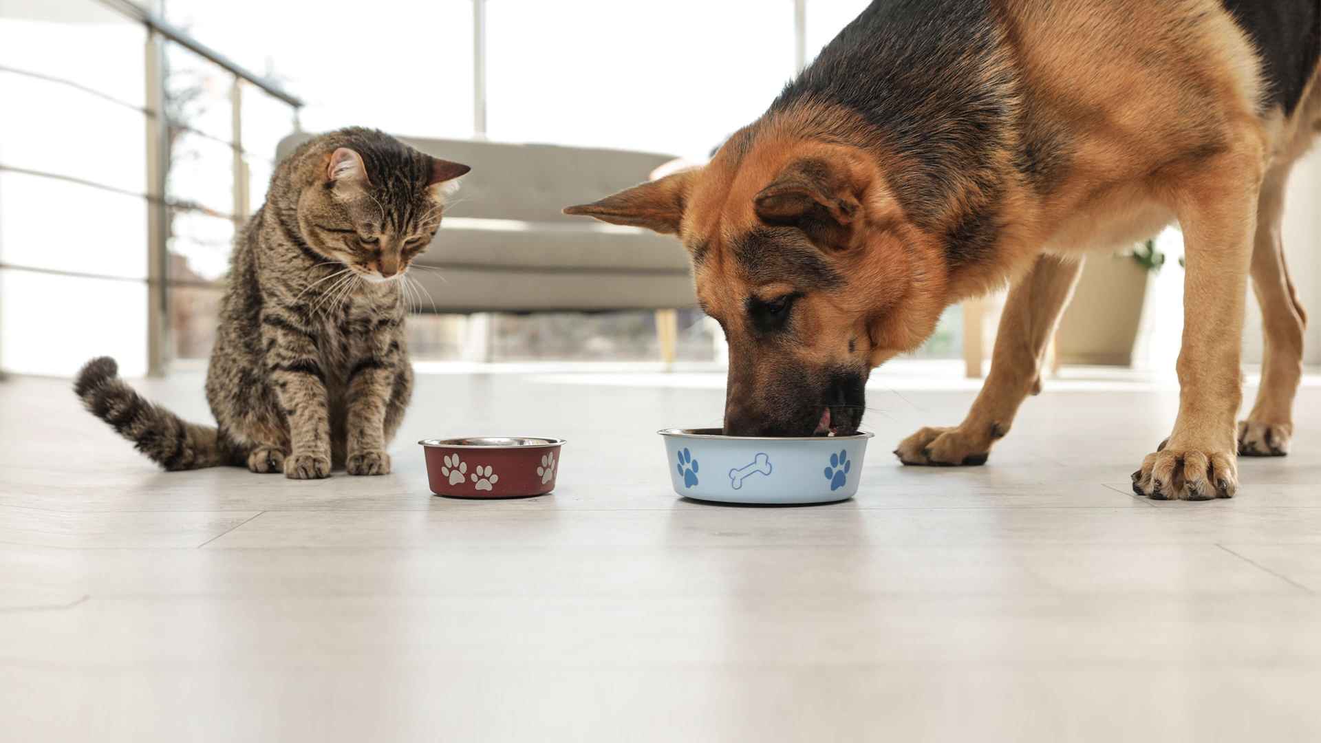 Cómo elegir alimentos para mascotas