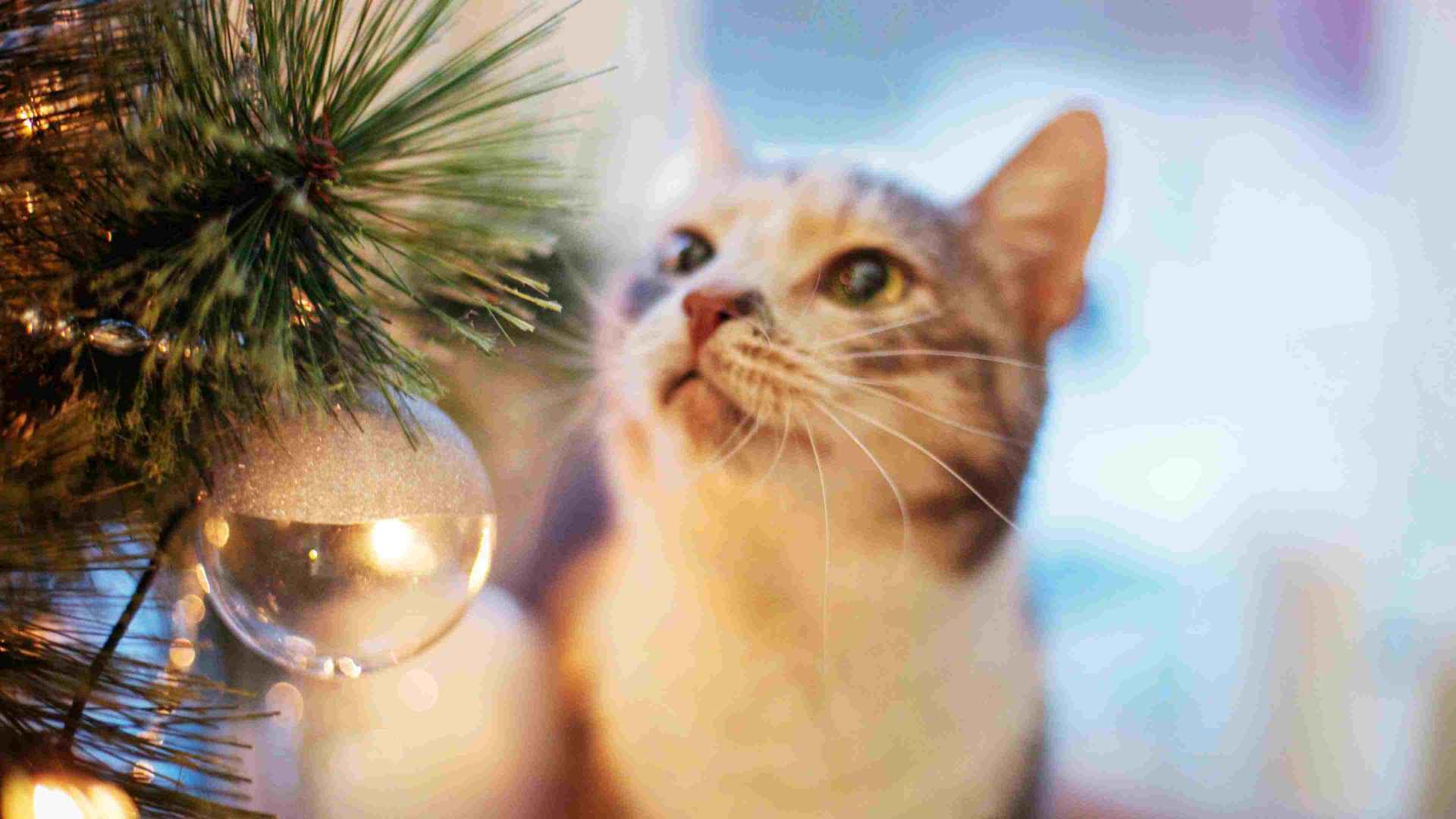 perros, gatos y seguridad con los árboles de Navidad