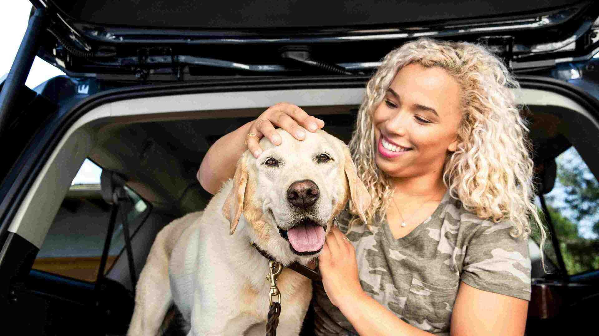 Labrador dorado y humana sentados en auto