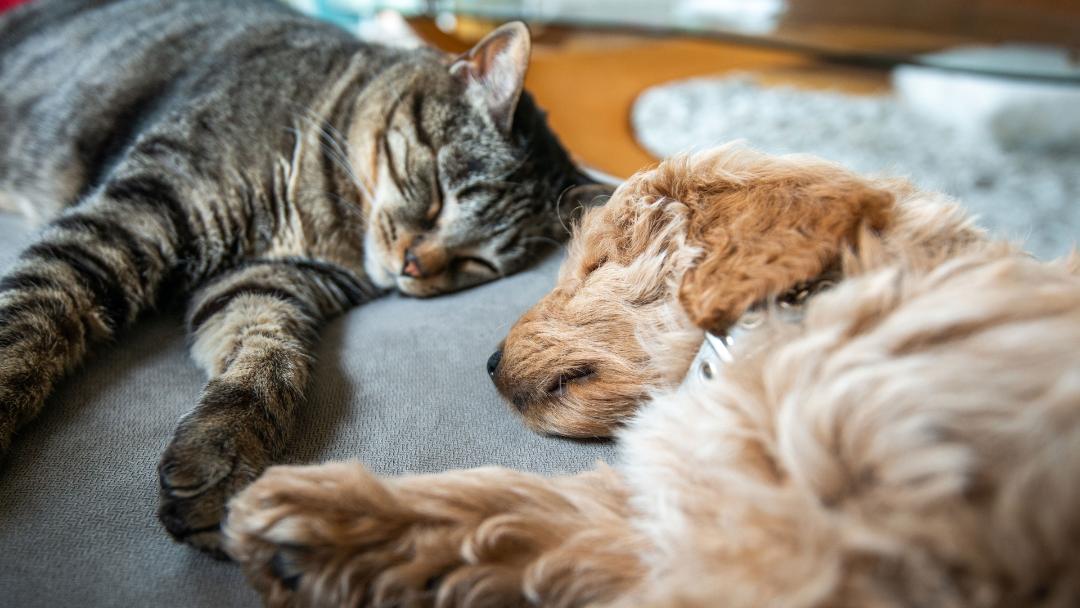 Perro y gato durmiendo