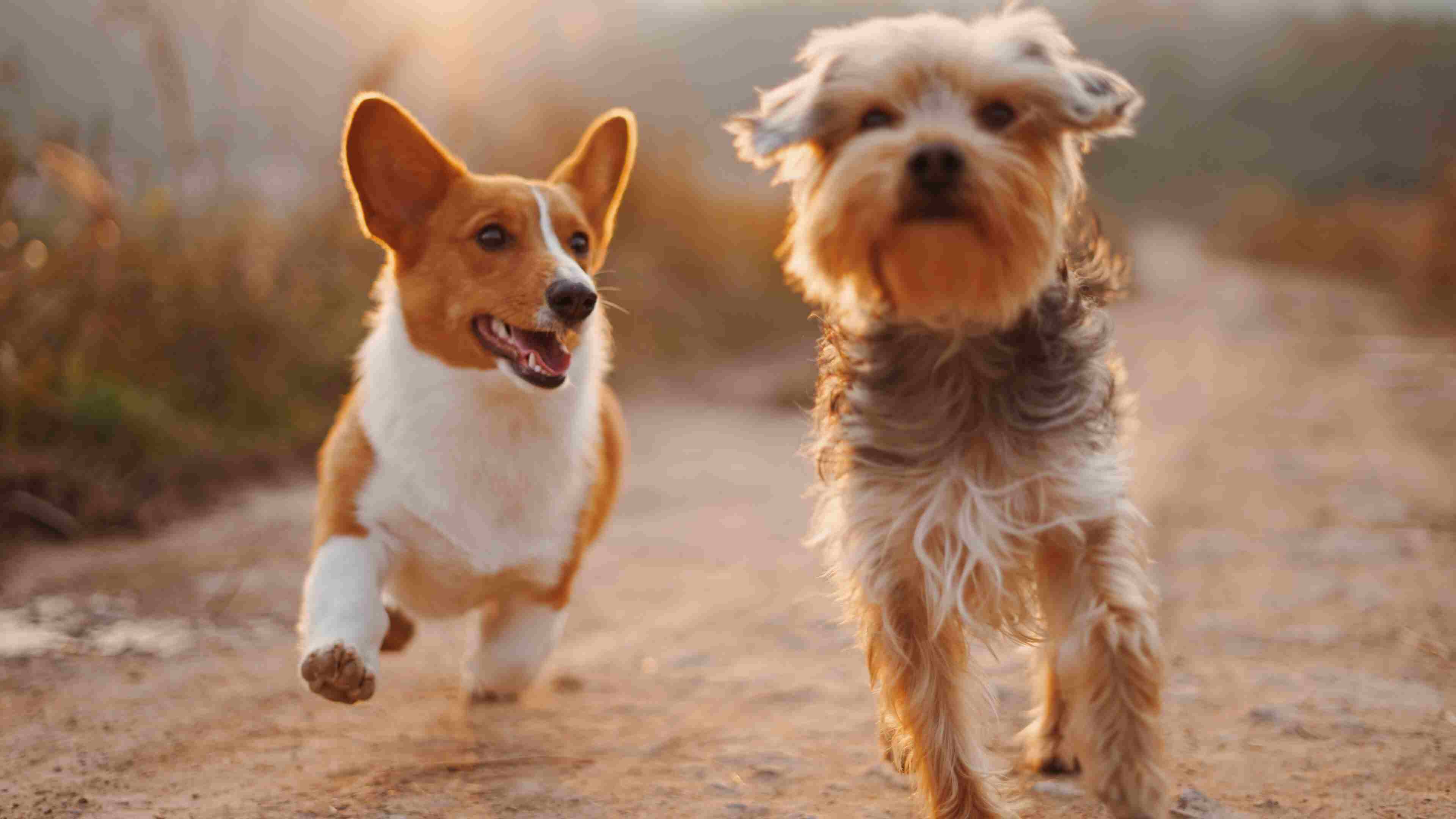 Dos perros corriendo