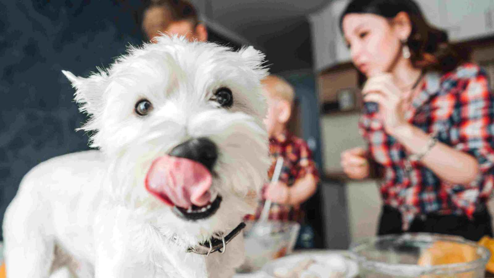 Perro en la mesa