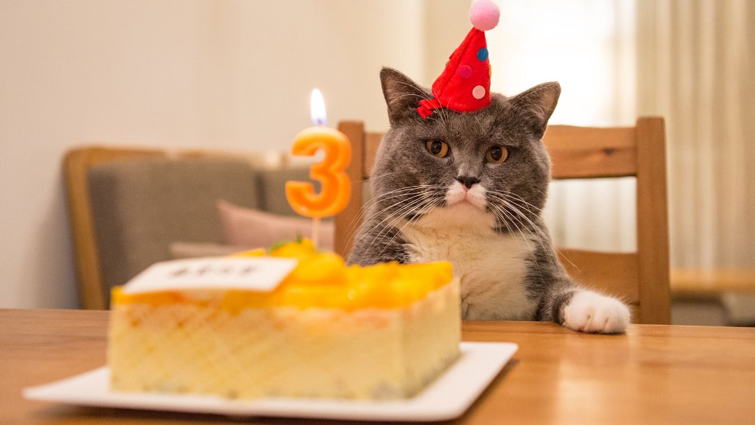 Gato gris que usa un sombrero de cumpleaños 
