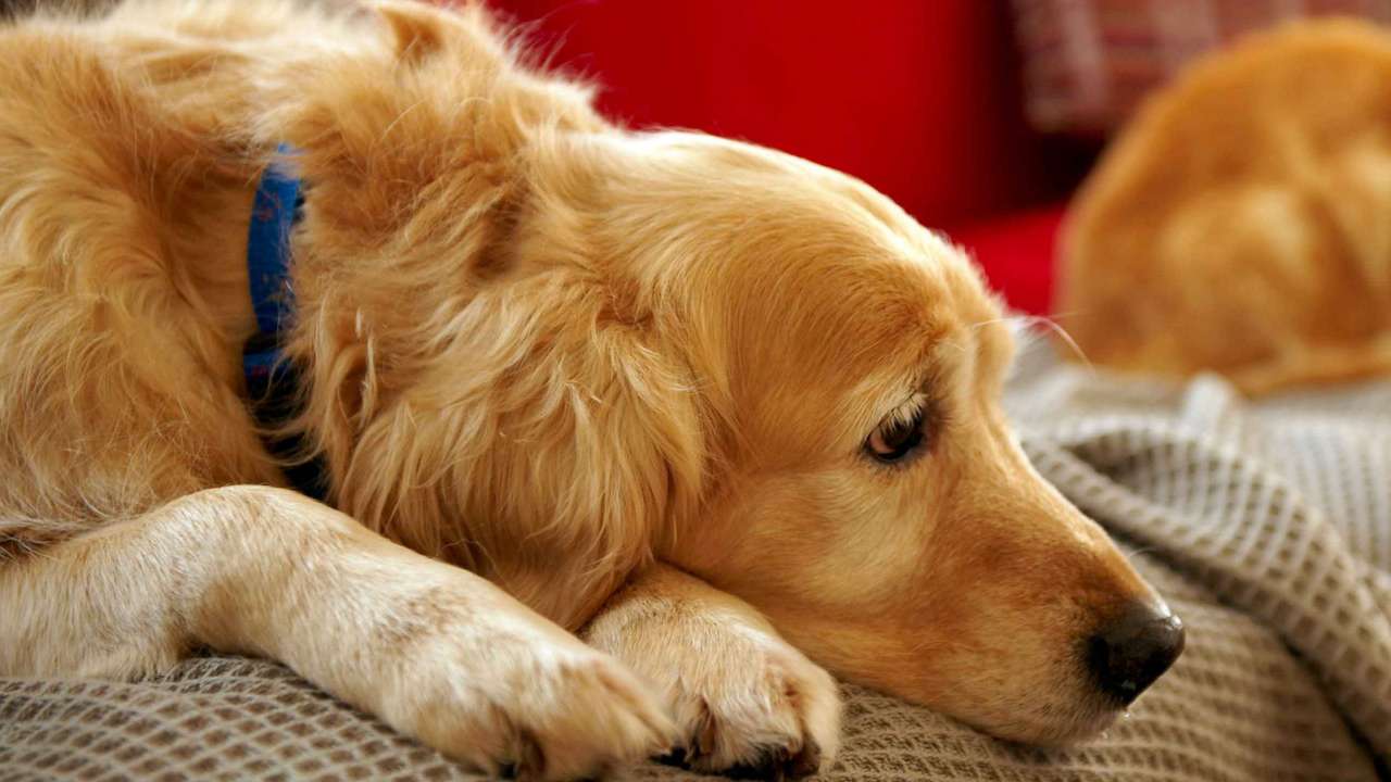 Un golden retriever de edad avanzada tumbado con la cabeza sobre las patas 