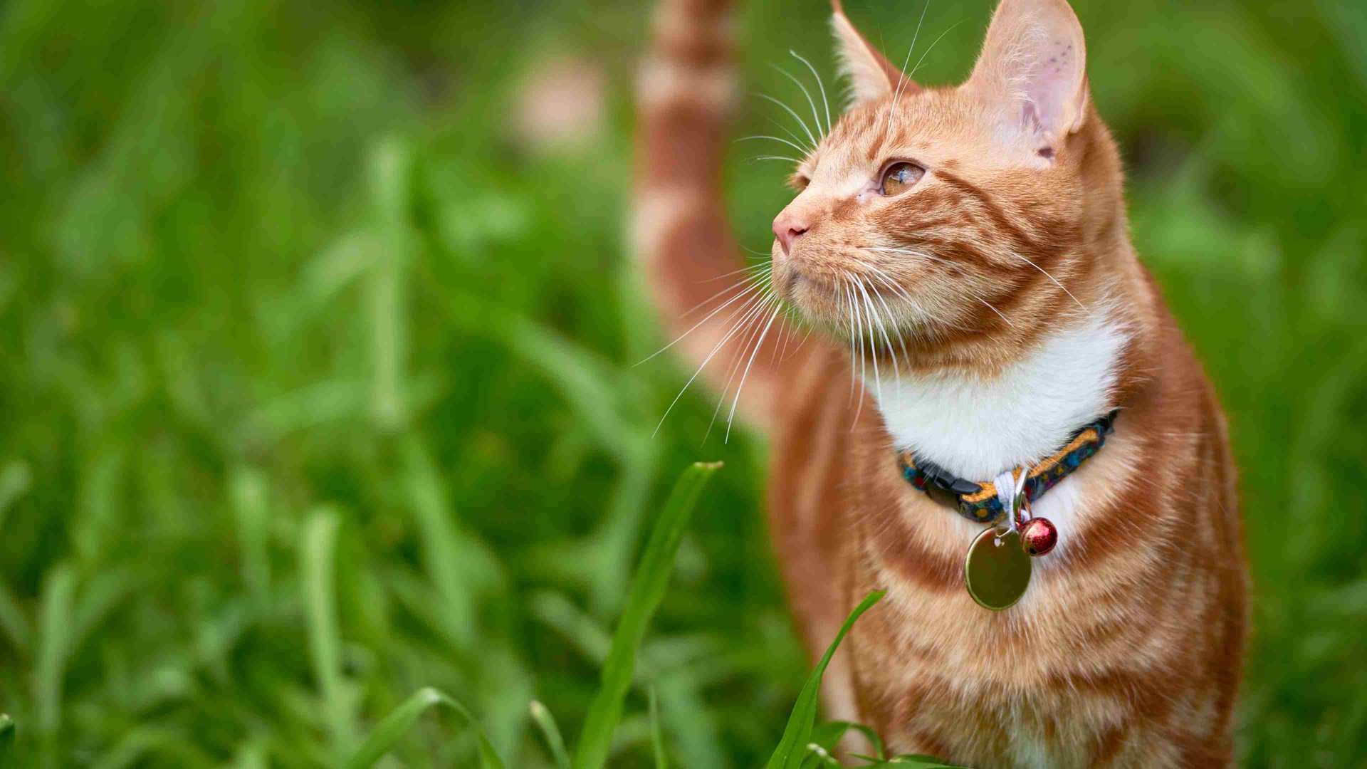 el verdadero riesgo de intoxicación en mascotas