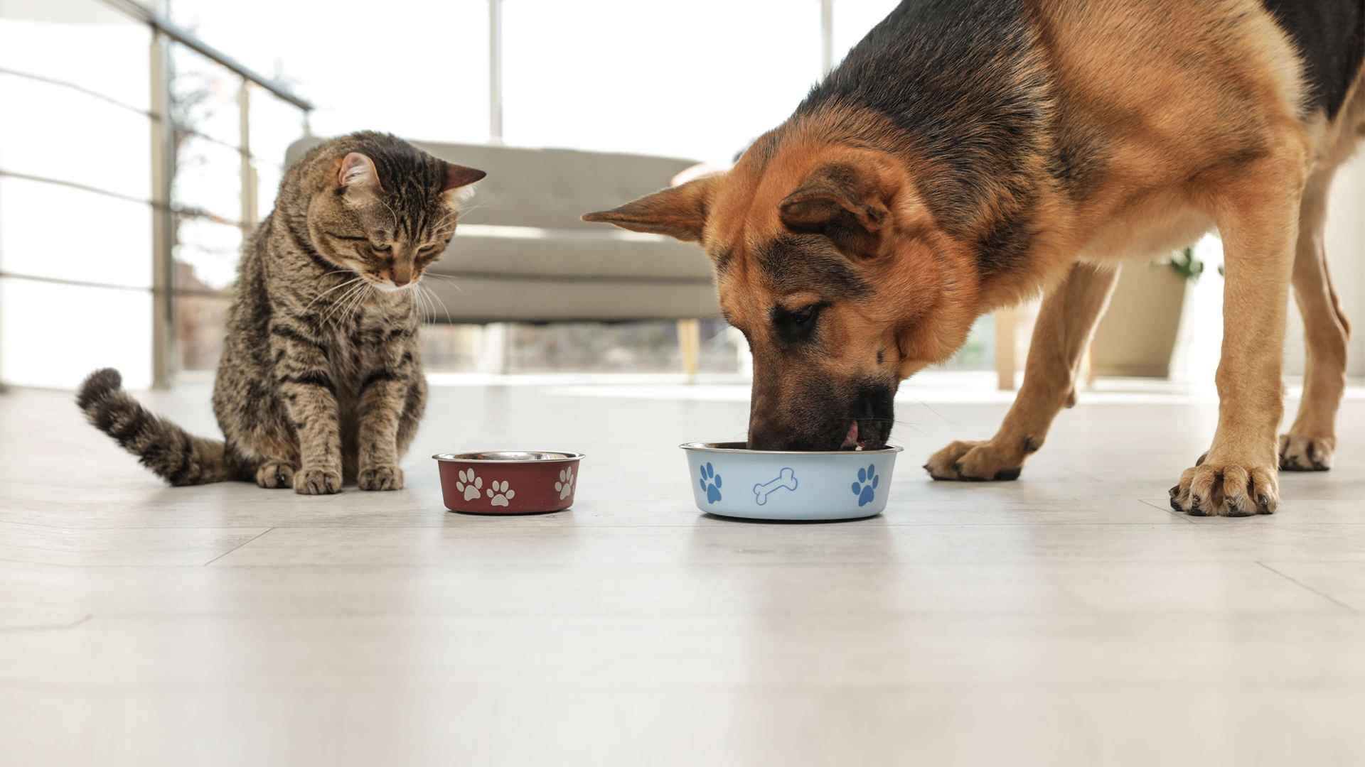 Un perro y un gato que están comiendo 