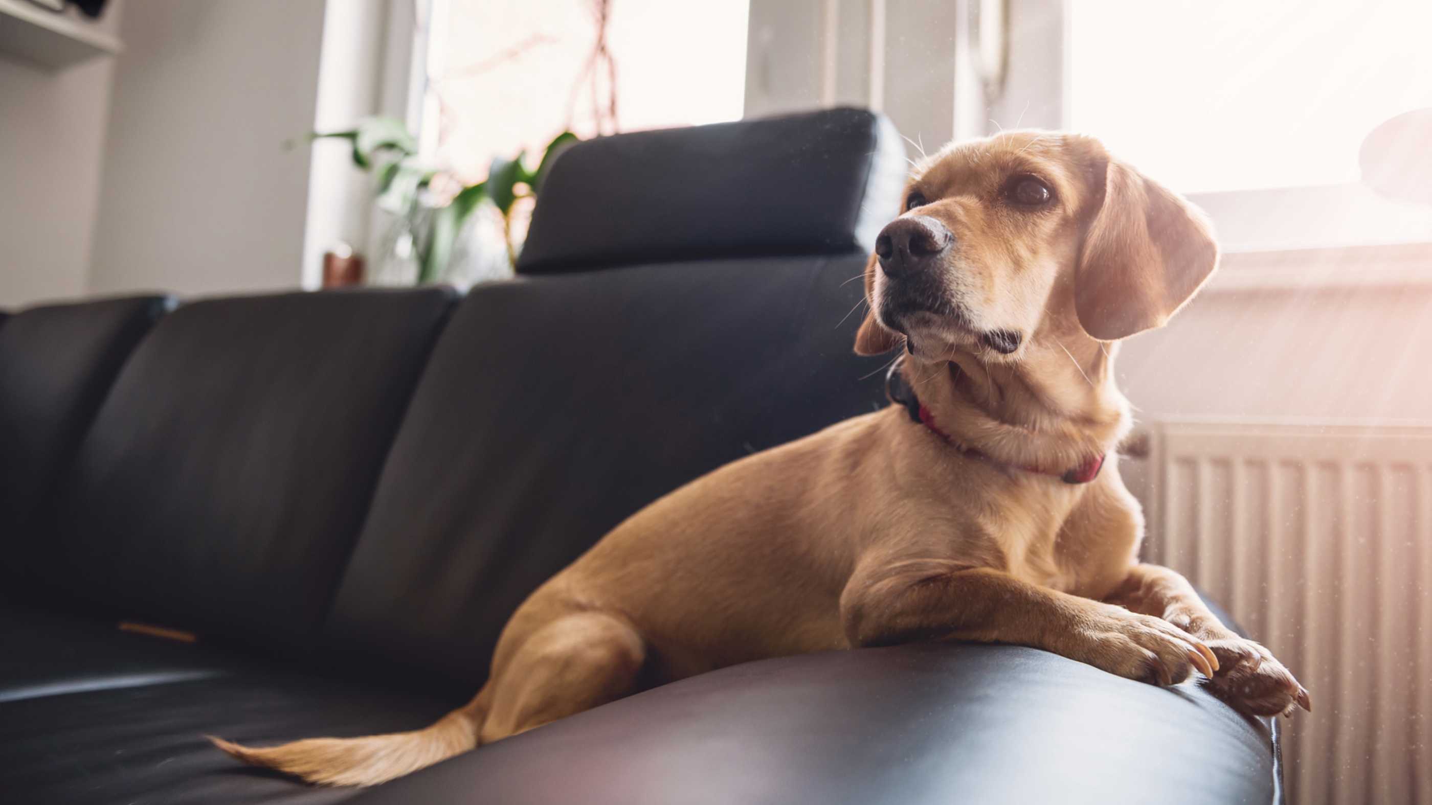 Perro en un sofá