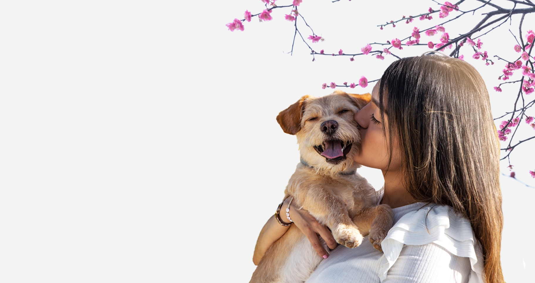 Un cachorro recibe un beso de su dueño bajo un árbol florido