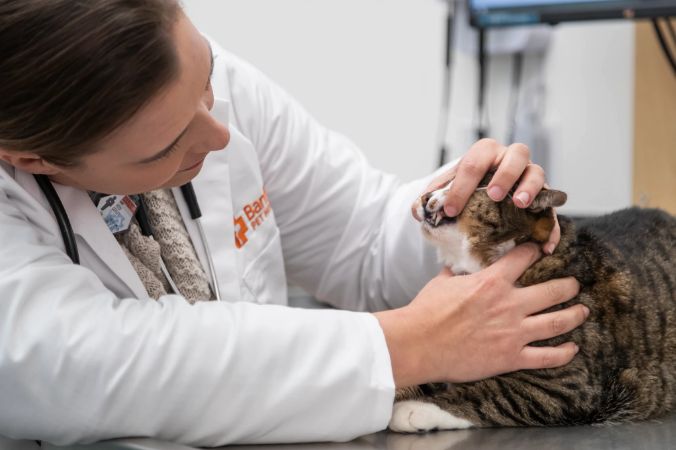 Un veterinario revisando los dientes de un gato