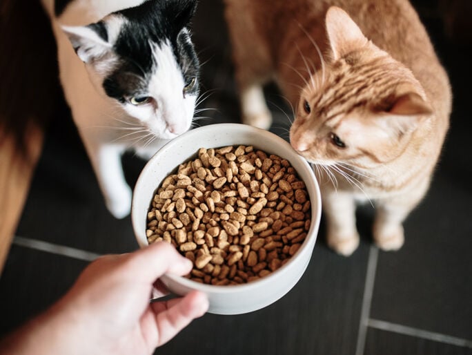A dos gatos se les ofrece un tazón de comida