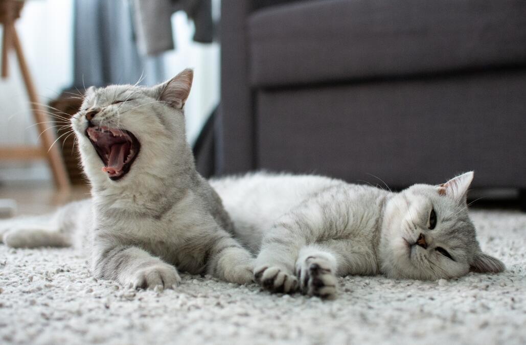 Dos gatos color gris claro tendidos en una alfombra, uno bostezando