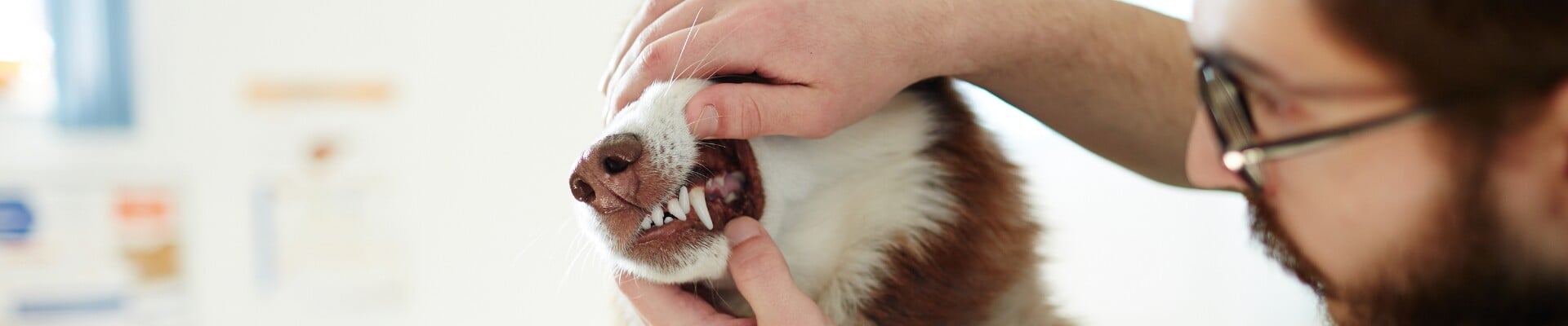 Un husky al que le examinan los dientes 