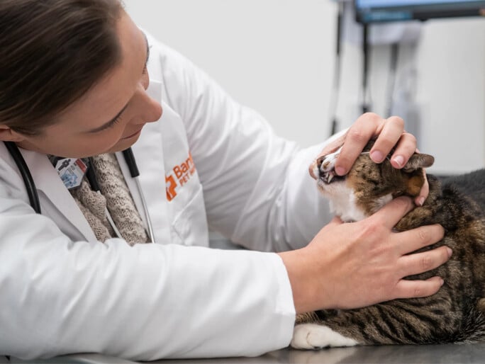 Una médica veterinaria que revisa los dientes de un gato
