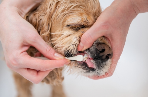 Un perro pequeño de pelo largo y color café claro al que le están cepillando los dientes