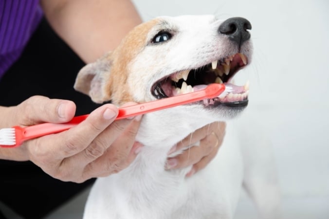 Un perro al que le cepillan los dientes