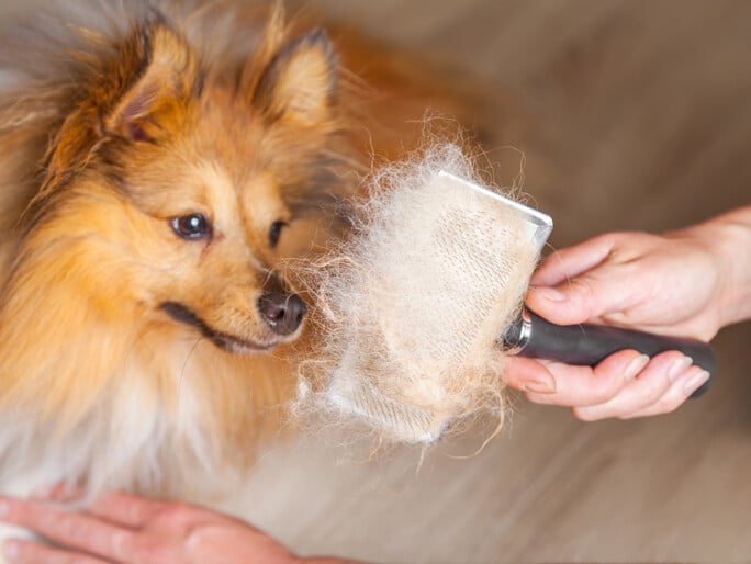 Un perro peludo junto a un cepillo lleno de pelo