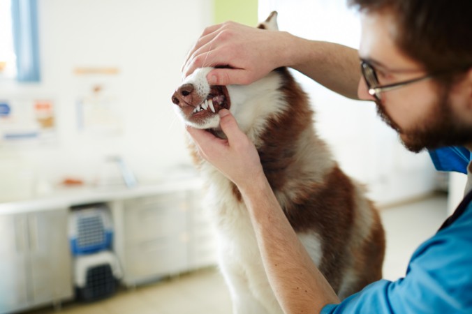 Un médico veterinario que examina los dientes de un husky