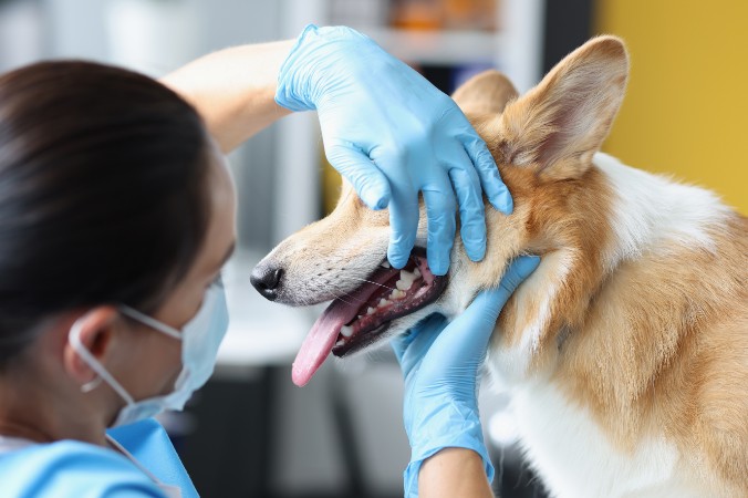 Médico revisando los dientes de los perros