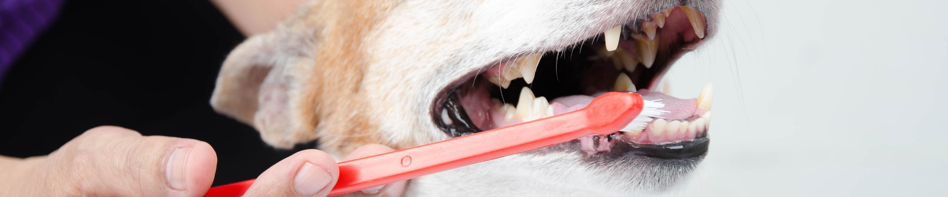 Un perro con un cepillo de dientes adentro de la boca