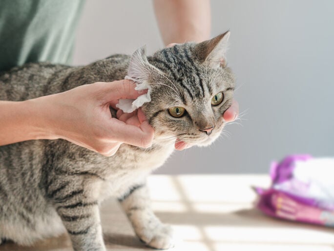 Un gato atigrado gris y negro al que le limpian la oreja