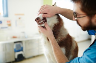 Un médico veterinario que revisa los dientes de un husky
