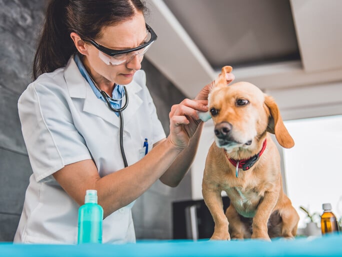 Un médico veterinario que le limpia la oreja de un perro